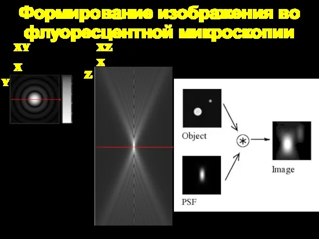 Формирование изображения во флуоресцентной микроскопии XY XZ X Y X Z