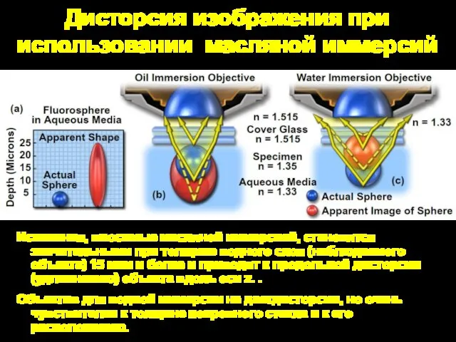 Дисторсия изображения при использовании масляной иммерсий Искажения, вносимые масляной иммерсией, становятся