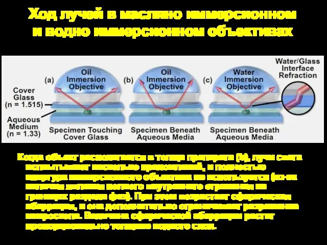 Ход лучей в масляно иммерсионном и водно иммерсионном объективах Когда объект