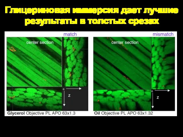 Глицериновая иммерсия дает лучшие результаты в толстых срезах