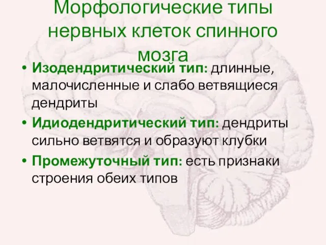 Морфологические типы нервных клеток спинного мозга Изодендритический тип: длинные, малочисленные и