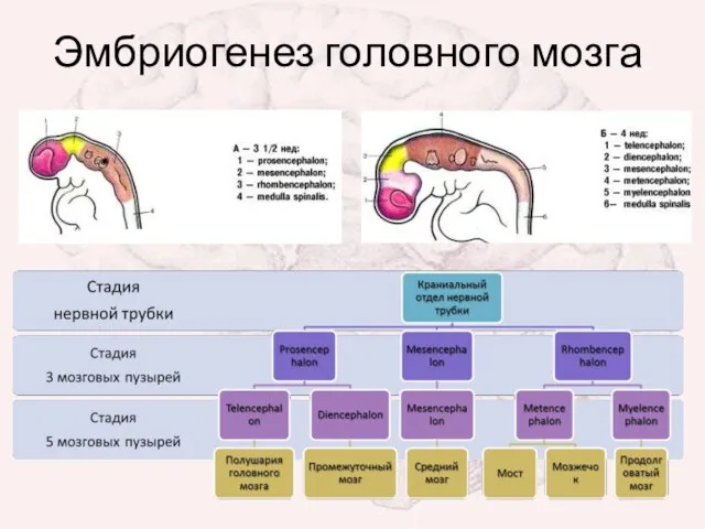 Эмбриогенез головного мозга