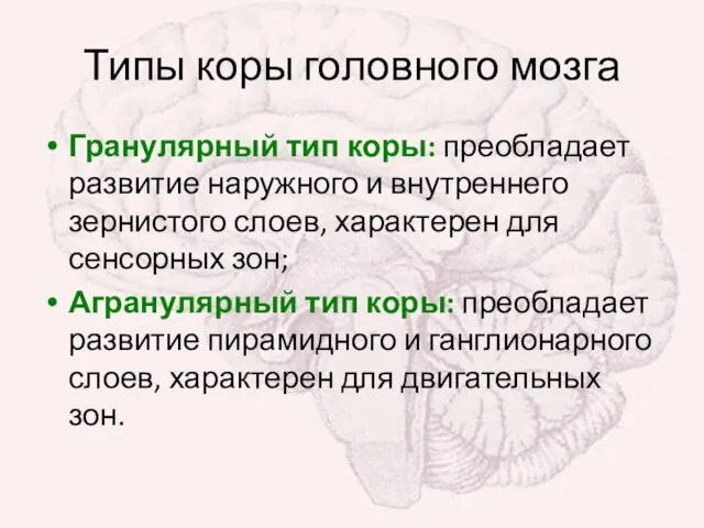 Типы коры головного мозга Гранулярный тип коры: преобладает развитие наружного и