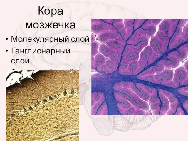 Кора мозжечка Молекулярный слой Ганглионарный слой Зернистый слой