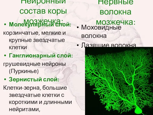 Нейронный состав коры мозжечка: Молекулярный слой: корзинчатые, мелкие и крупные звездчатые