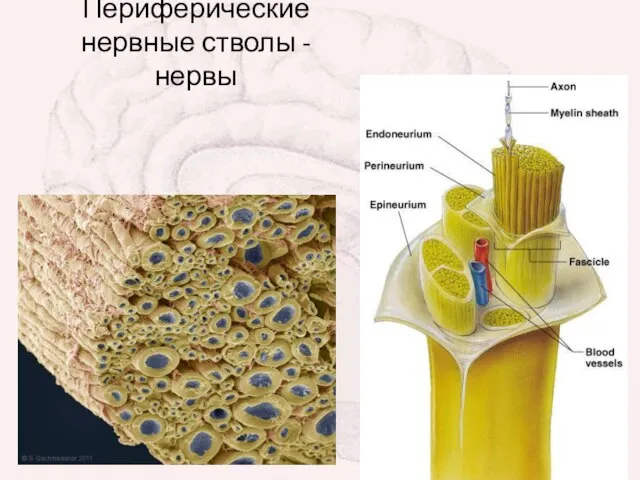 Периферические нервные стволы - нервы