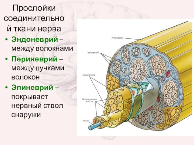 Эндоневрий – между волокнами Периневрий – между пучками волокон Эпиневрий –