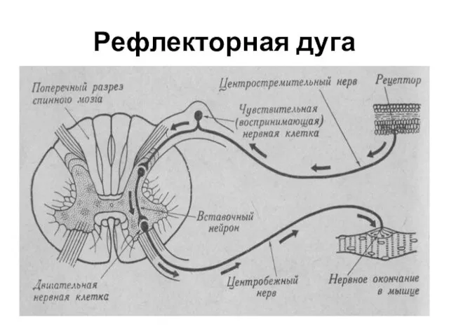 Рефлекторная дуга