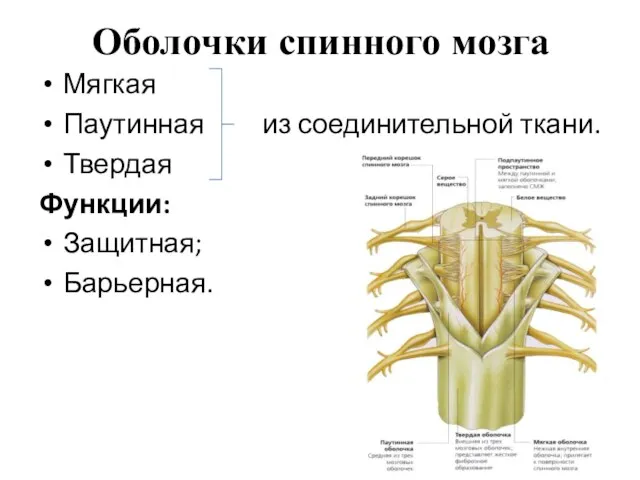 Оболочки спинного мозга Мягкая Паутинная из соединительной ткани. Твердая Функции: Защитная; Барьерная.