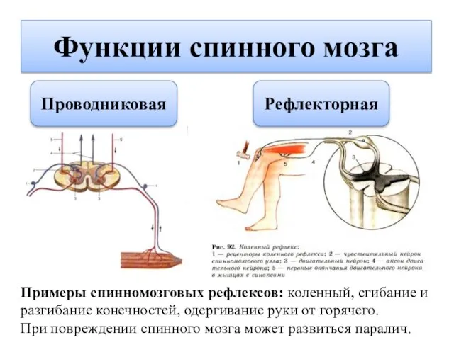 Функции спинного мозга Проводниковая Рефлекторная Примеры спинномозговых рефлексов: коленный, сгибание и