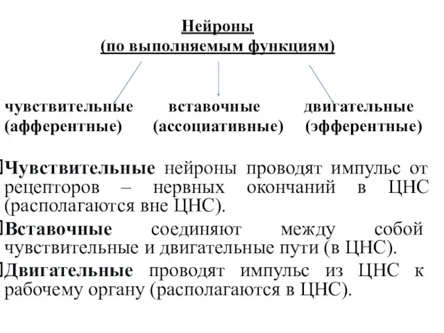 Нейроны (по выполняемым функциям) чувствительные вставочные двигательные (афферентные) (ассоциативные) (эфферентные) Чувствительные