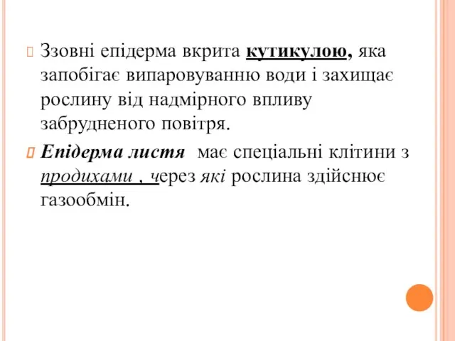 Ззовні епідерма вкрита кутикулою, яка запобігає випаровуванню води і захищає рослину