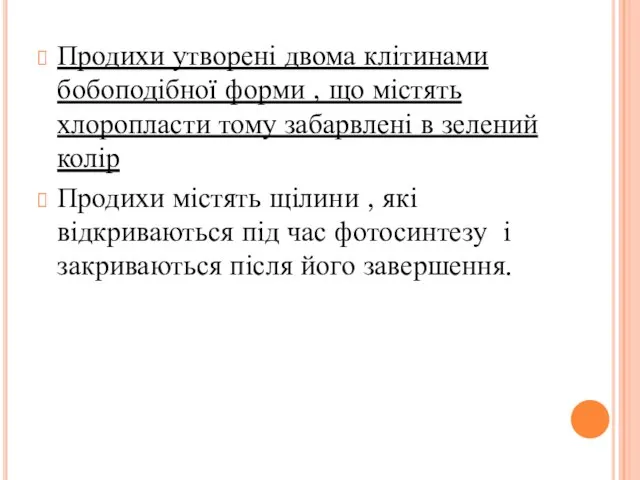 Продихи утворені двома клітинами бобоподібної форми , що містять хлоропласти тому