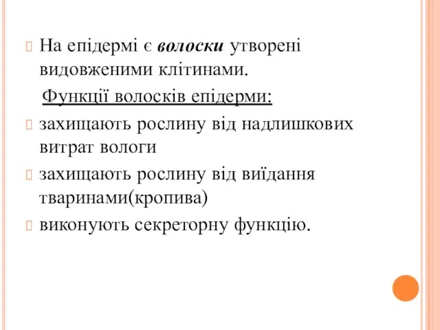 На епідермі є волоски утворені видовженими клітинами. Функції волосків епідерми: захищають