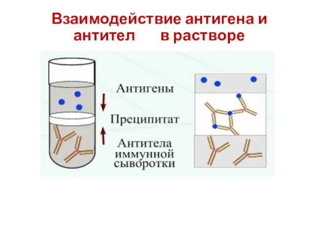 Взаимодействие антигена и антител в растворе