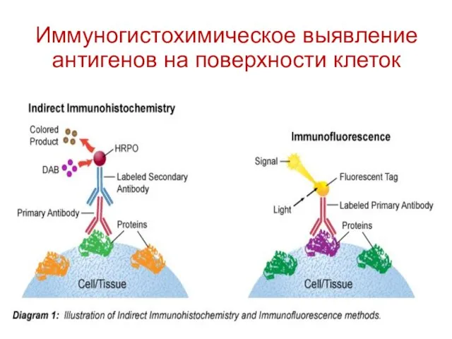 Иммуногистохимическое выявление антигенов на поверхности клеток