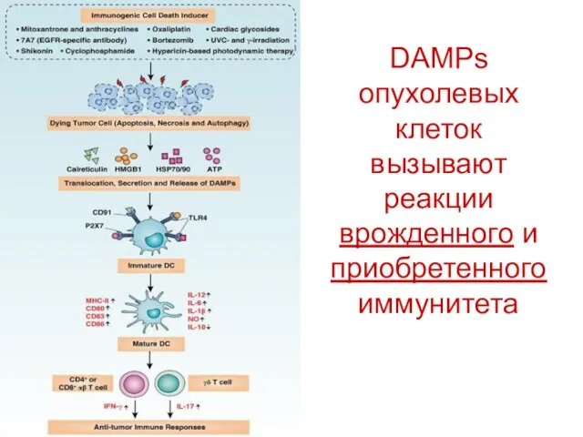 DAMPs опухолевых клеток вызывают реакции врожденного и приобретенного иммунитета