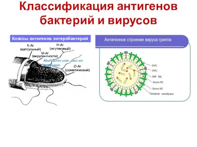 Классификация антигенов бактерий и вирусов Классы антигенов энтеробактерий