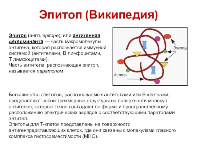 Эпитоп (Википедия) Эпитоп (англ. epitope), или антигенная детерминанта — часть макромолекулы