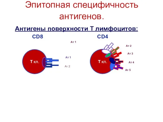 Эпитопная специфичность антигенов. Антигены поверхности Т лимфоцитов: CD8 CD4 Ат 1