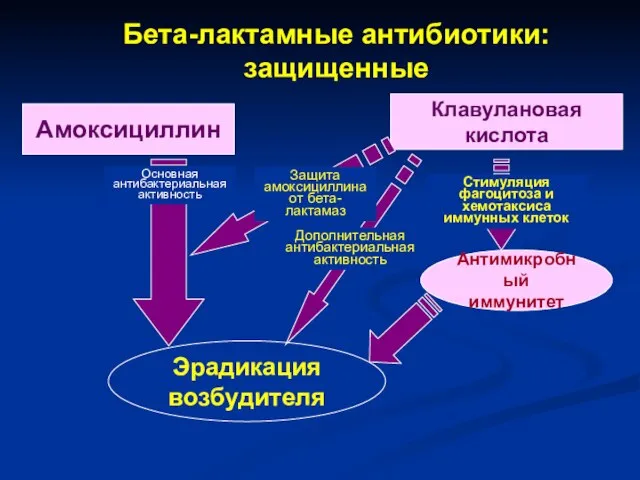 Амоксициллин Клавулановая кислота Антимикробный иммунитет Эрадикация возбудителя Основная антибактериальная активность Защита