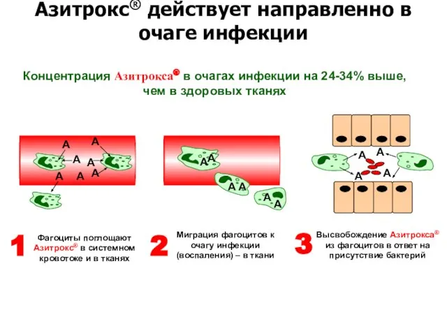 Азитрокс® действует направленно в очаге инфекции А А А А А