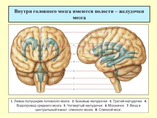 Внутри головного мозга имеются полости – желудочки мозга 1. Левое полушарие