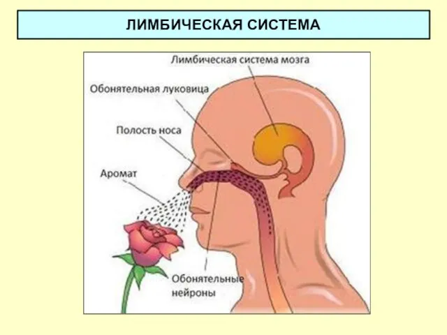 ЛИМБИЧЕСКАЯ СИСТЕМА