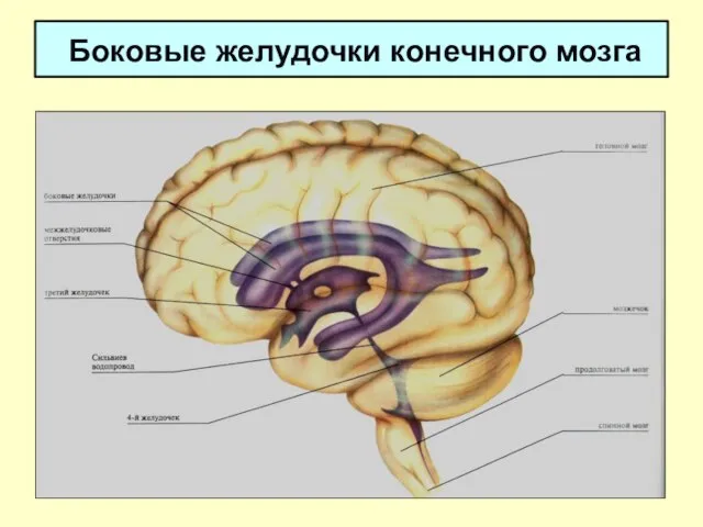 Боковые желудочки конечного мозга