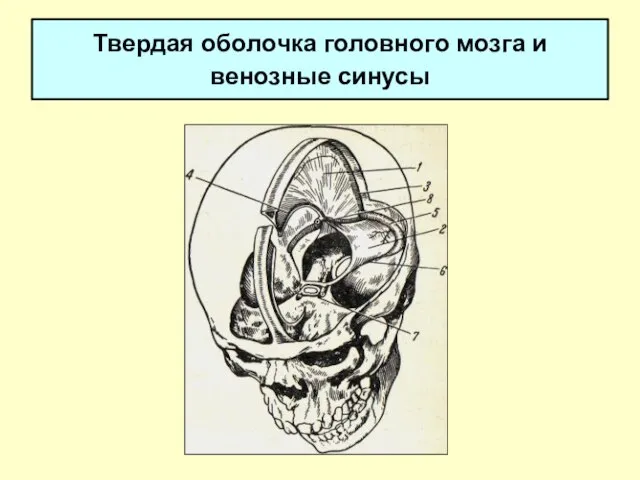 Твердая оболочка головного мозга и венозные синусы