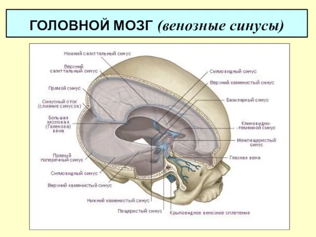 ГОЛОВНОЙ МОЗГ (венозные синусы)