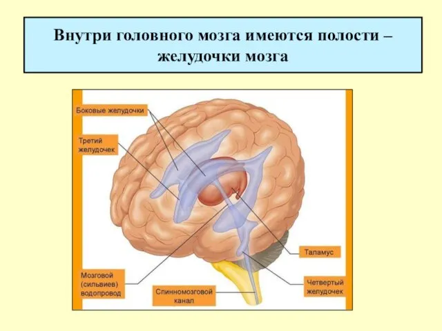 Внутри головного мозга имеются полости – желудочки мозга