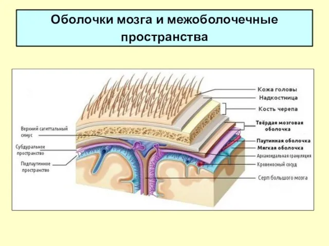 Оболочки мозга и межоболочечные пространства