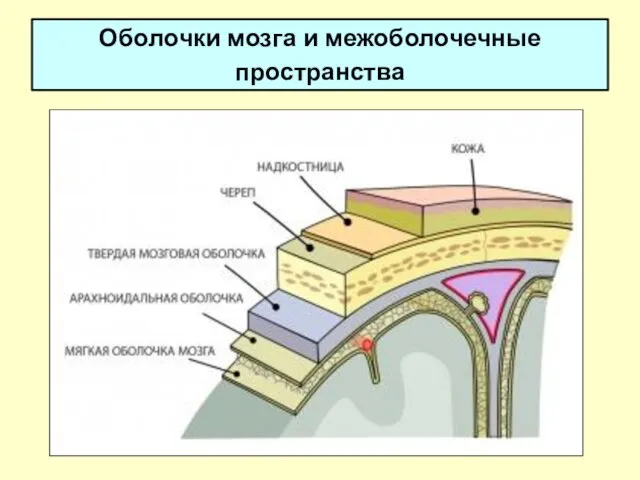 Оболочки мозга и межоболочечные пространства