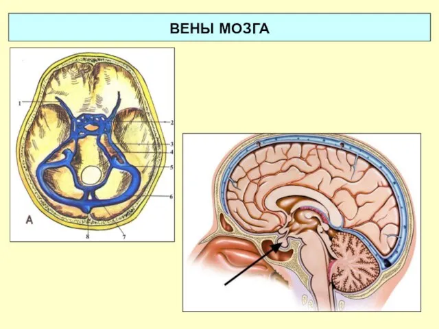 ВЕНЫ МОЗГА