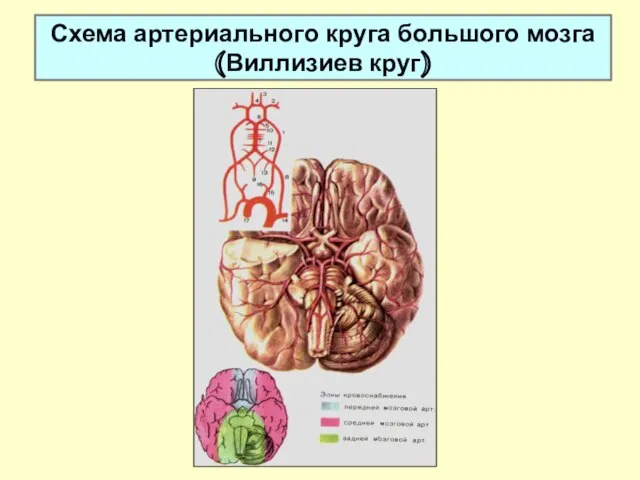 Схема артериального круга большого мозга (Виллизиев круг)