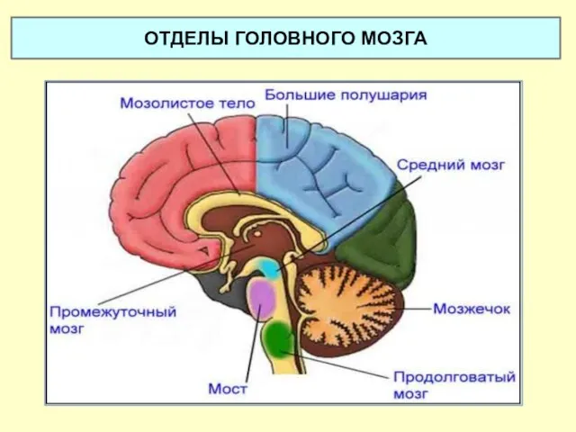 ОТДЕЛЫ ГОЛОВНОГО МОЗГА