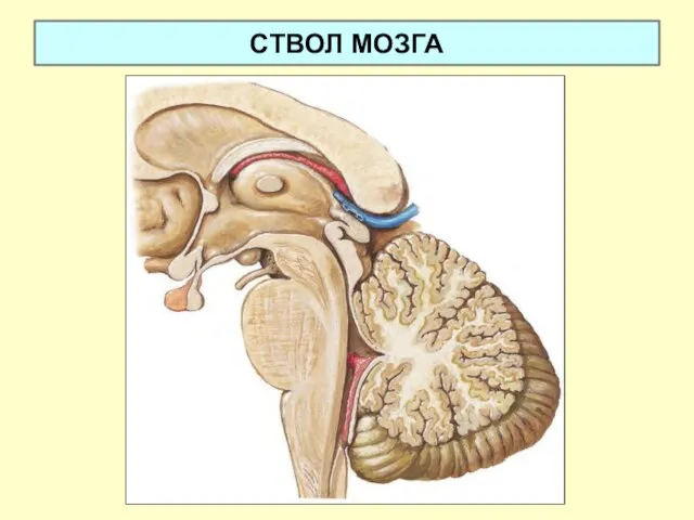 СТВОЛ МОЗГА