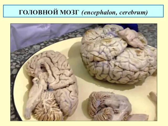 ГОЛОВНОЙ МОЗГ (encephalon, cerebrum)