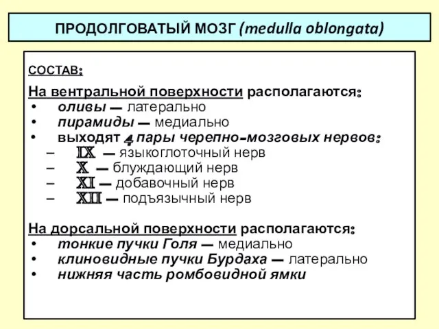 ПРОДОЛГОВАТЫЙ МОЗГ (medulla oblongata) СОСТАВ: На вентральной поверхности располагаются: оливы –