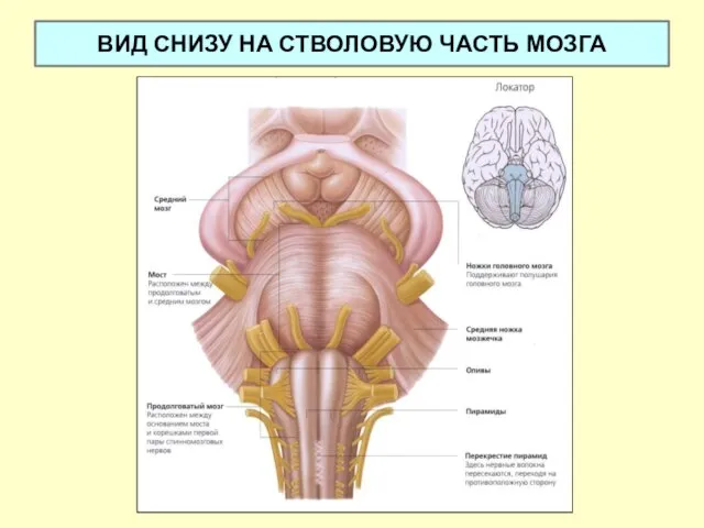 ВИД СНИЗУ НА СТВОЛОВУЮ ЧАСТЬ МОЗГА