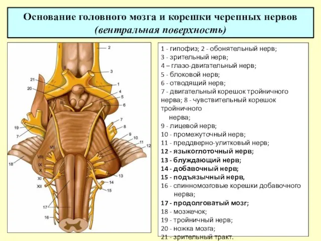 Основание головного мозга и корешки черепных нервов (вентральная поверхность) 1 -