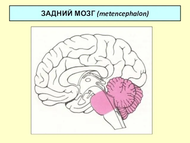 ЗАДНИЙ МОЗГ (metencephalon)