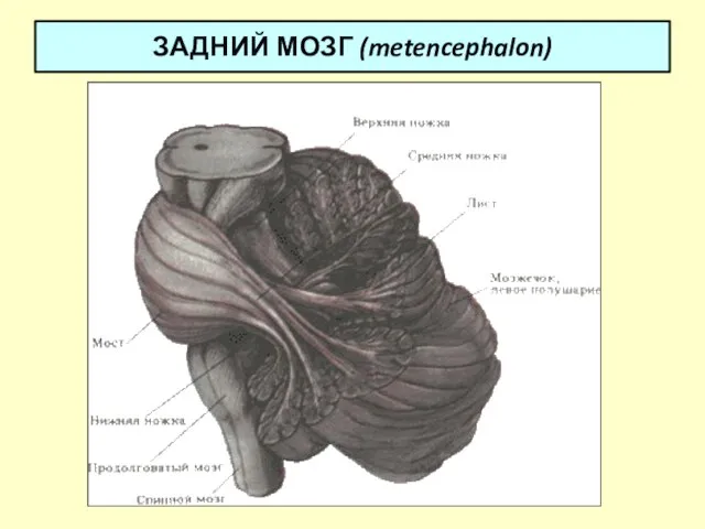 ЗАДНИЙ МОЗГ (metencephalon)