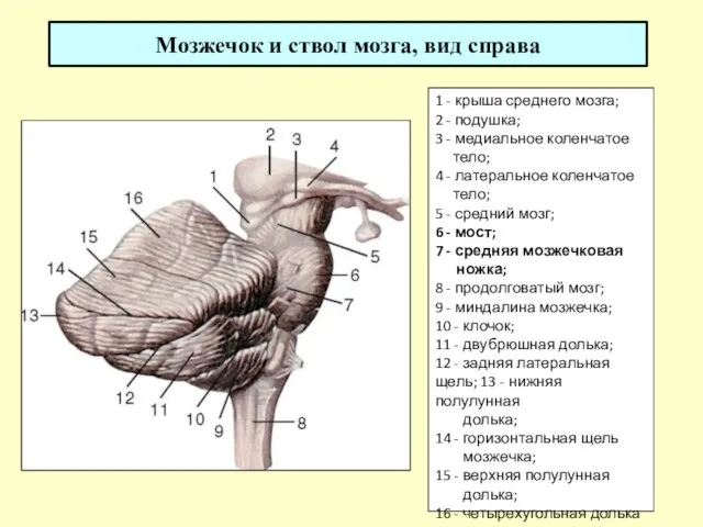 Мозжечок и ствол мозга, вид справа 1 - крыша среднего мозга;