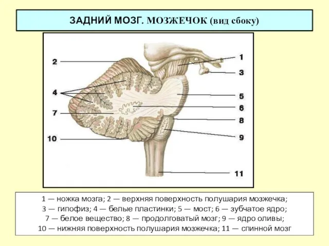 ЗАДНИЙ МОЗГ. МОЗЖЕЧОК (вид сбоку) 1 — ножка мозга; 2 —