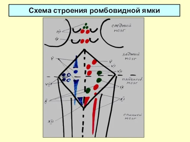 Схема строения ромбовидной ямки