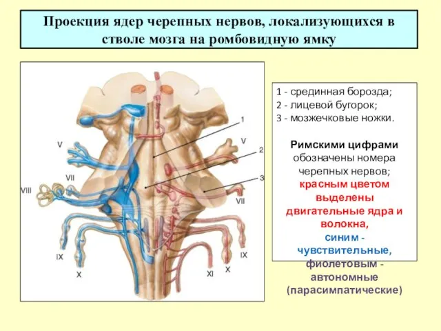 Проекция ядер черепных нервов, локализующихся в стволе мозга на ромбовидную ямку