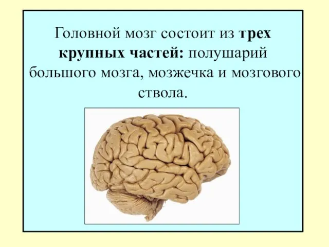 Головной мозг состоит из трех крупных частей: полушарий большого мозга, мозжечка и мозгового ствола.