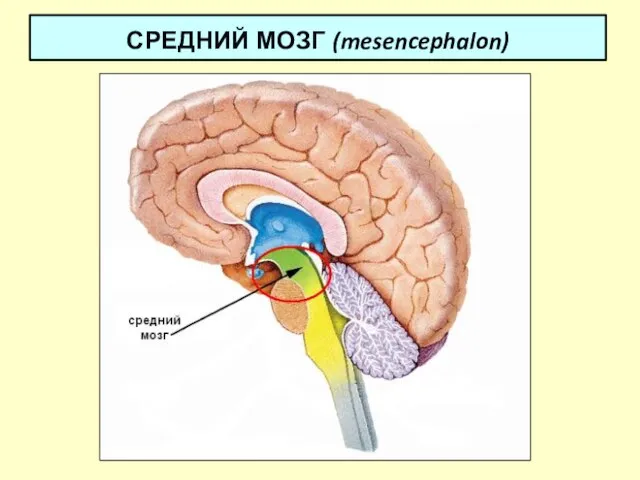 СРЕДНИЙ МОЗГ (mesencephalon)